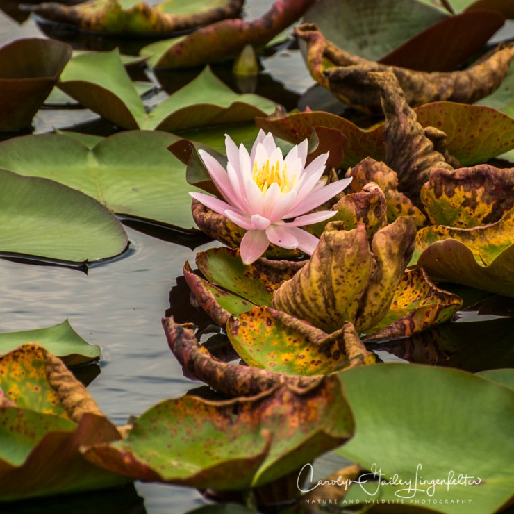 2017_08_10_Summer 2017_Holden & PenGlen_0015