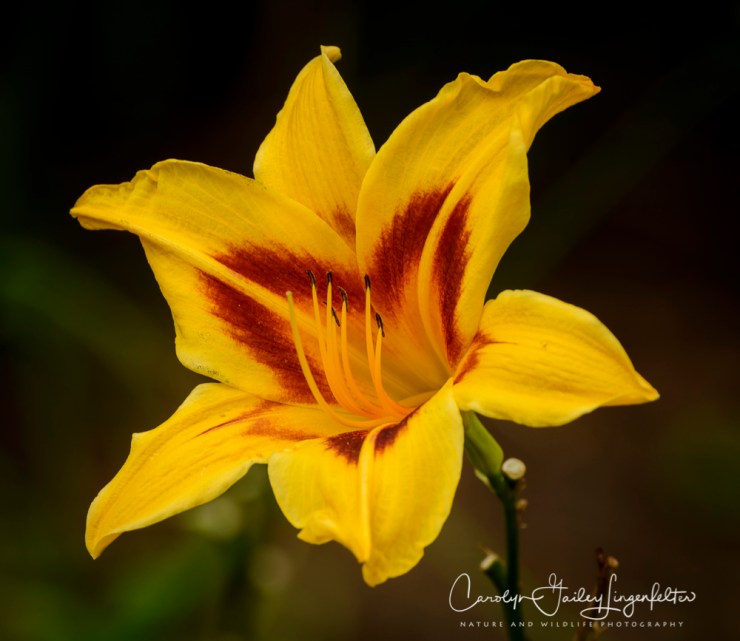 2017_08_10_Summer 2017_Holden & PenGlen_0020