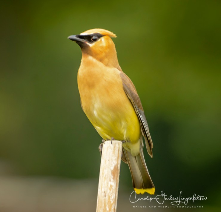 2017_08_17_Summer 2017_Holden Arboretum_0024