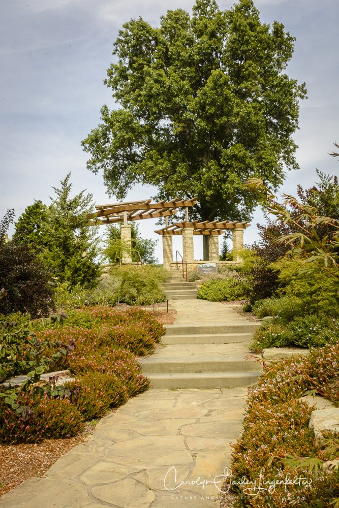 2017_09_01_Summer 2017_Holden Arboretum_0002