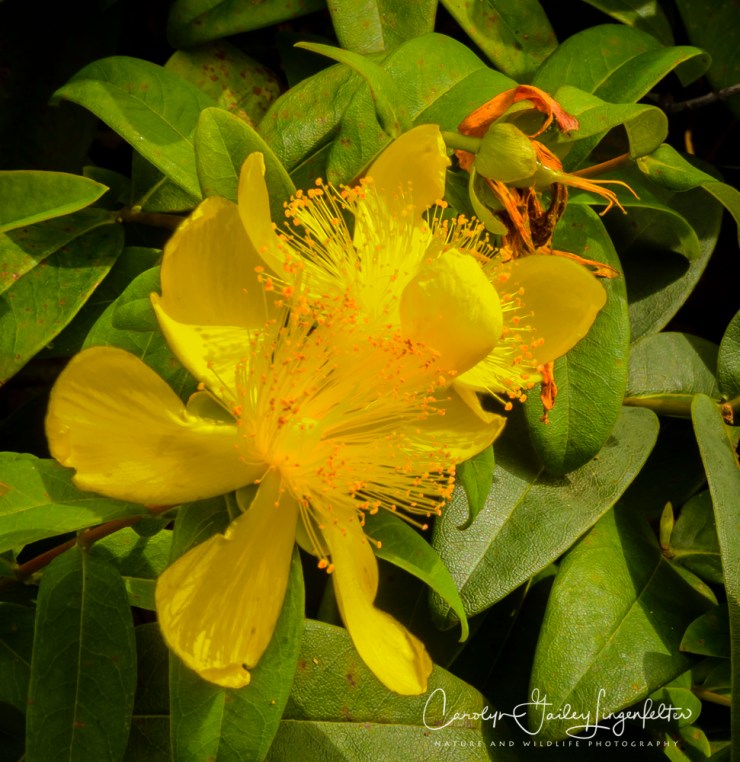 2017_09_01_Summer 2017_Holden Arboretum_0003