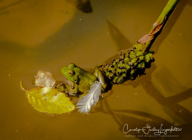 2017_09_01_Summer 2017_Holden Arboretum_0023