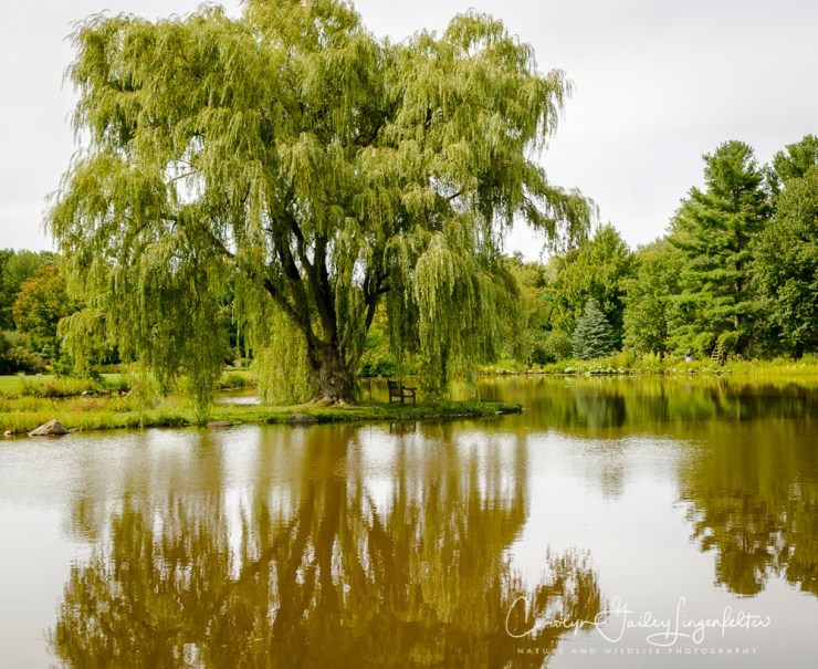 2017_09_01_Summer 2017_Holden Arboretum_0029