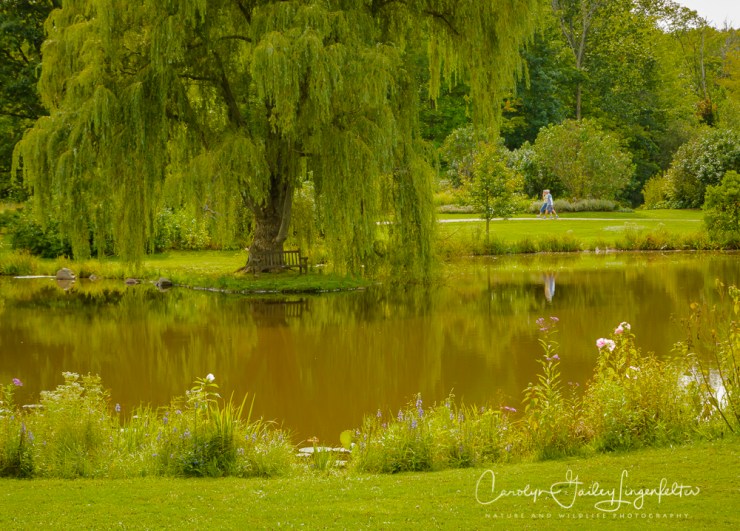 2017_09_01_Summer 2017_Holden Arboretum_0036