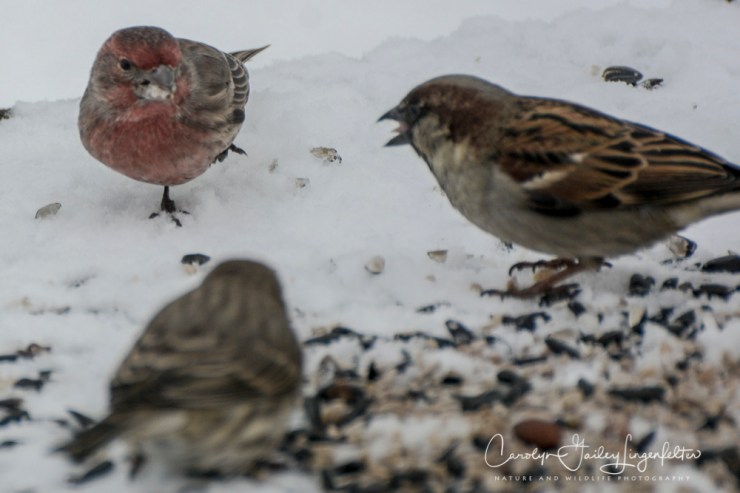 2018_01_30_Chagrin River Park_Winter night shoot_0037