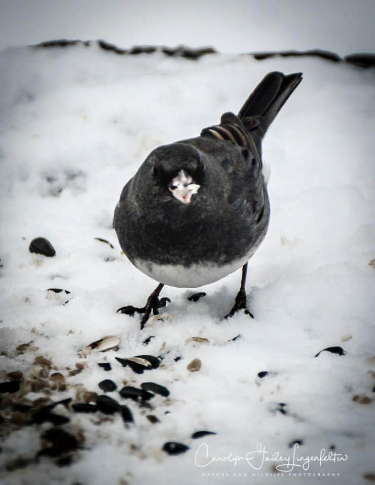 2018_01_30_Chagrin River Park_Winter night shoot_0052
