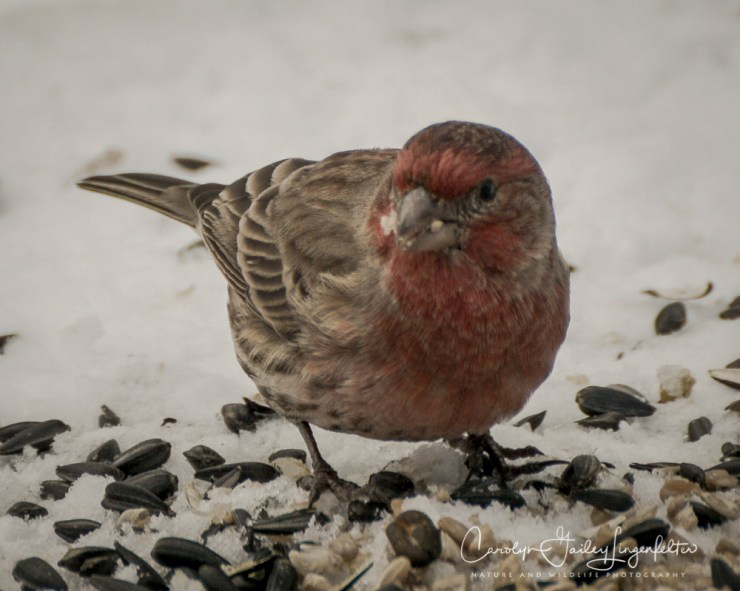 2018_01_30_Chagrin River Park_Winter night shoot_0067