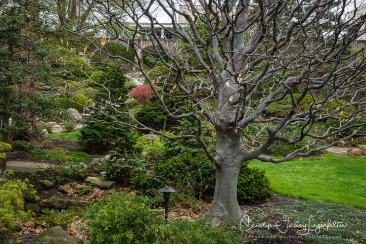 2017_04_21_Cleveland_Botanical Garden0052