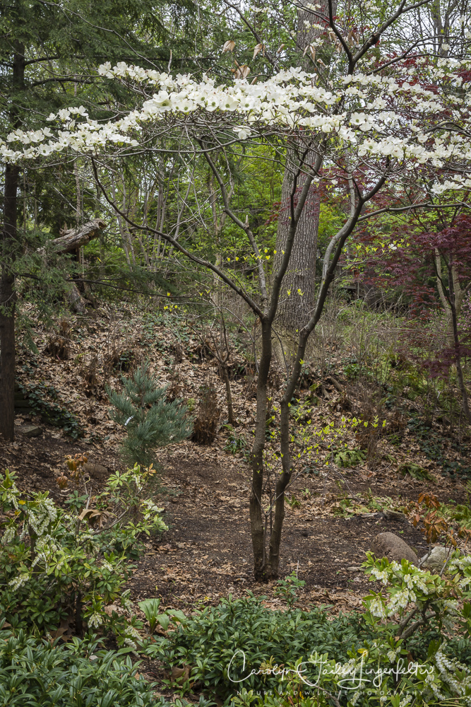 2017_04_21_Cleveland_Botanical Garden0053