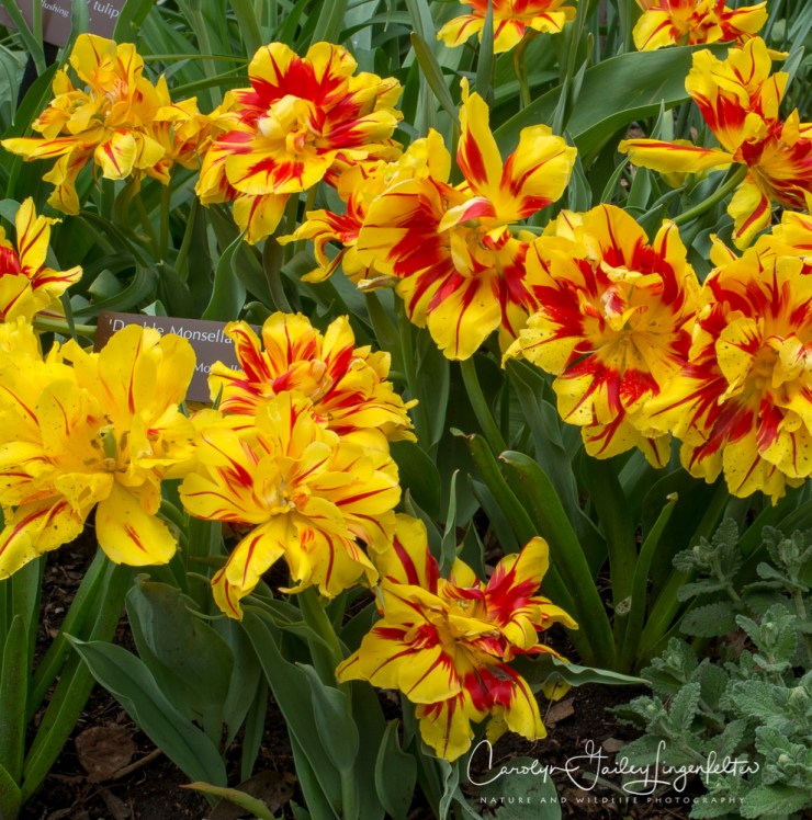 2017_04_21_Cleveland_Botanical Garden0076