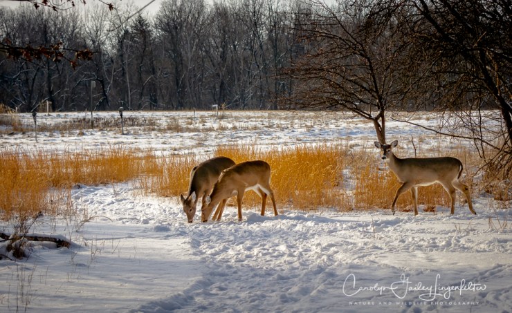 2018_02_06_Trailwalking_Chagrin River Park_0003