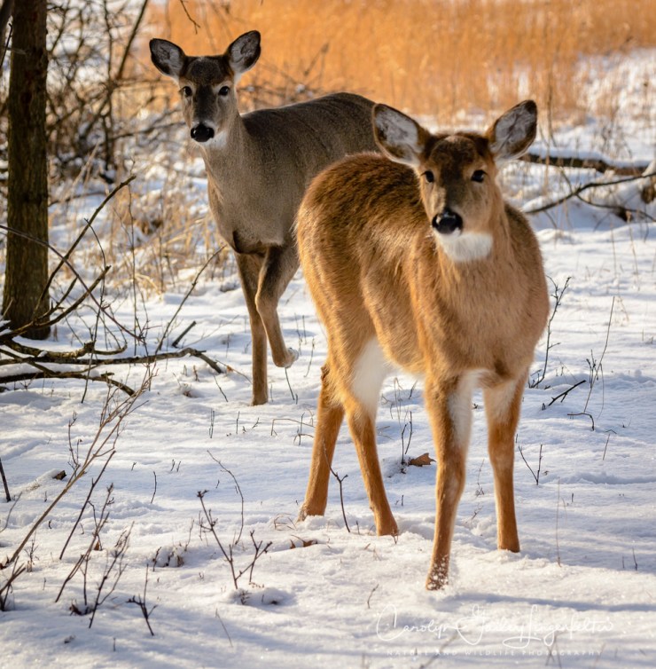 2018_02_06_Trailwalking_Chagrin River Park_0007
