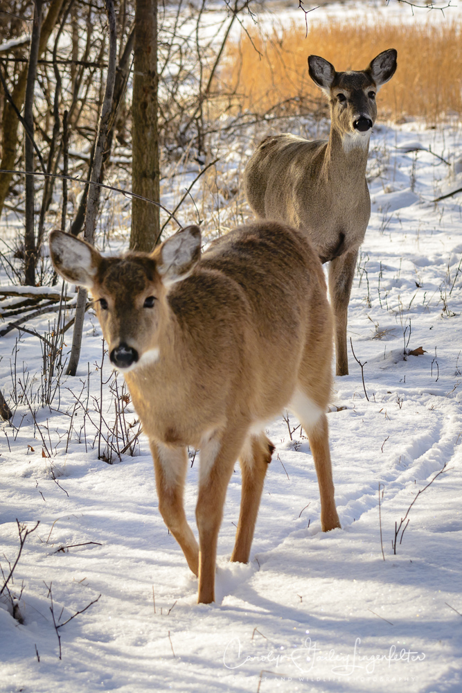 2018_02_06_Trailwalking_Chagrin River Park_0008