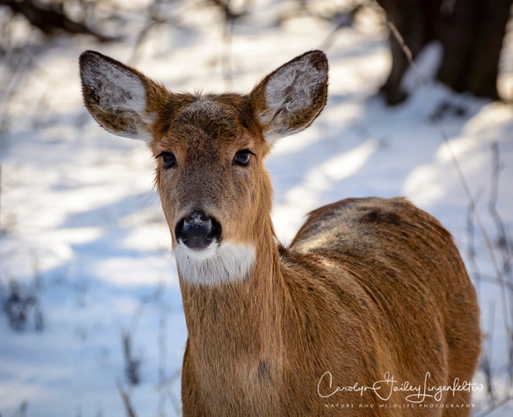 2018_02_06_Trailwalking_Chagrin River Park_0017