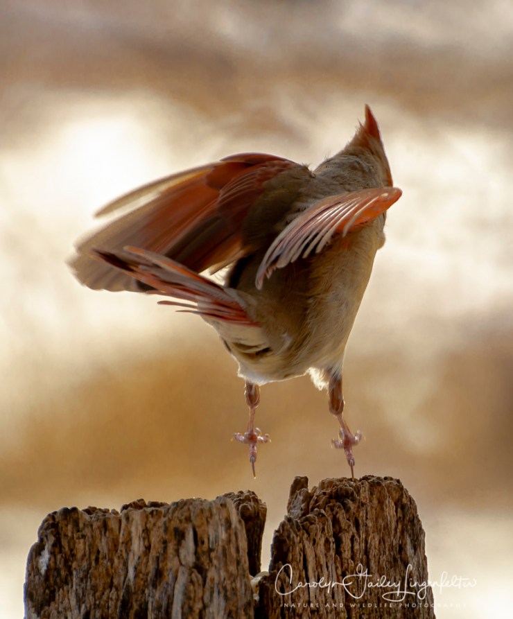 2018_02_06_Trailwalking_Chagrin River Park_0023