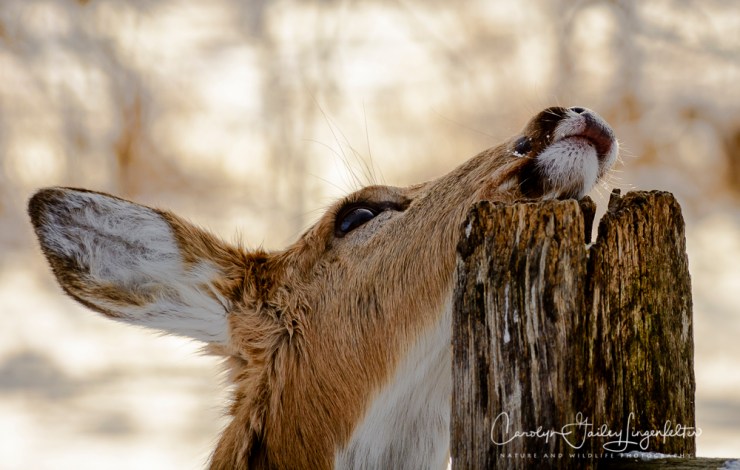 2018_02_06_Trailwalking_Chagrin River Park_0027