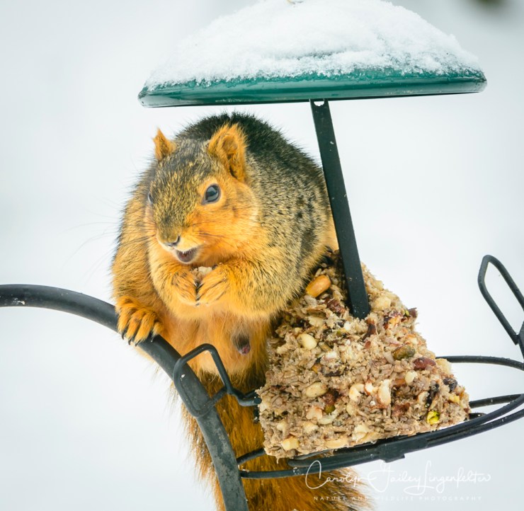 2018_02_10_Winter 2018_Backyard birding_0004