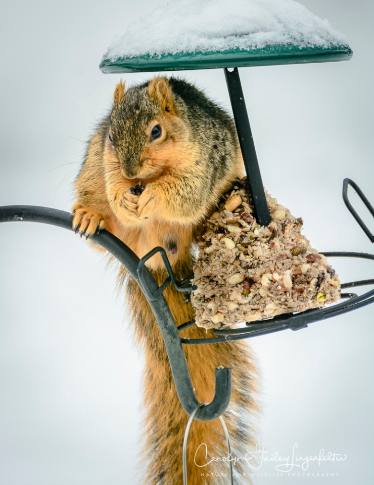 2018_02_10_Winter 2018_Backyard birding_0008