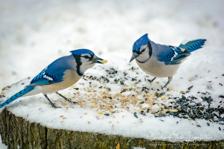 2018_02_10_Winter 2018_Backyard birding_0018