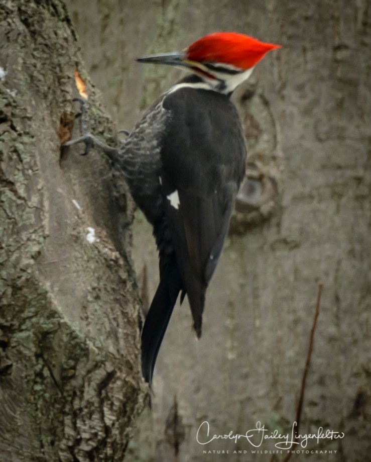 2018_02_18___Trailwalking_Backyard birding_0009