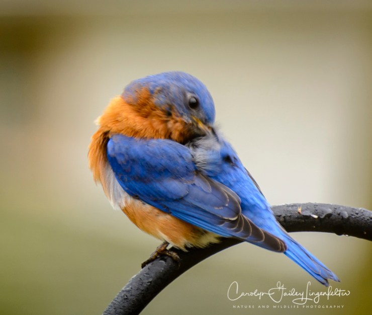 2018_02_23__Backyard_Backyard birding_0018