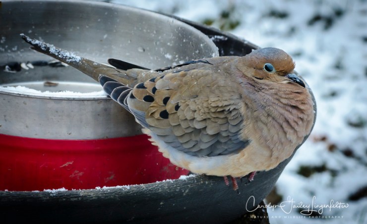 2018_03_07___Backyard birding_0013