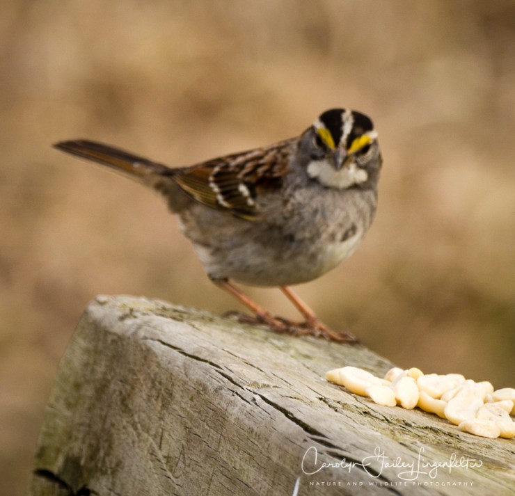2018_03_20__Chagrin River Park_0032