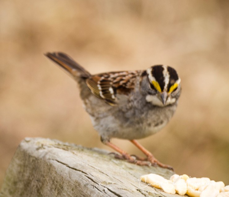 2018_03_20__Chagrin River Park_0033
