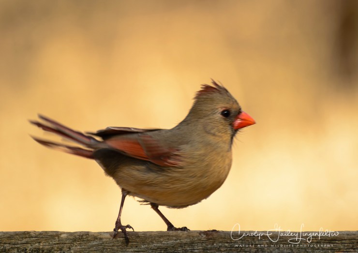 2018_03_22__Chagrin River Park_0022