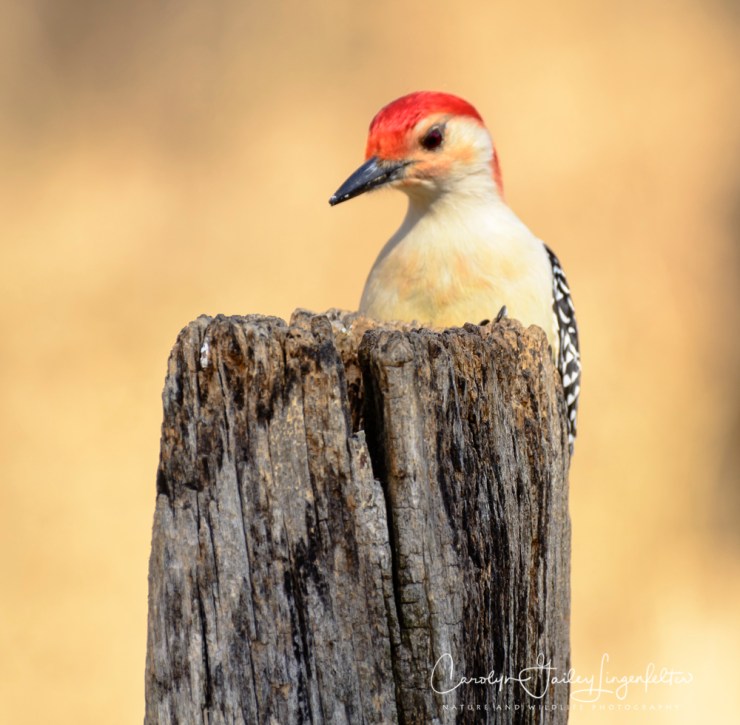 2018_03_22__Chagrin River Park_0036