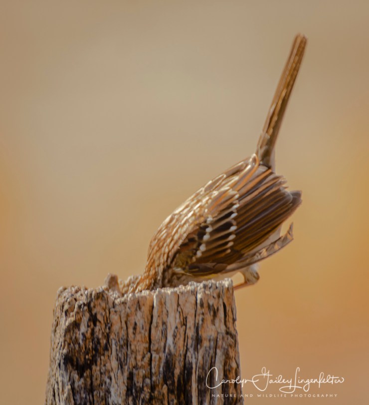 2018_03_22__Chagrin River Park_0086