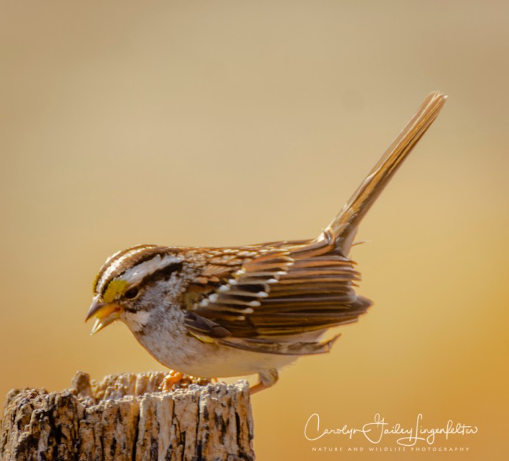 2018_03_22__Chagrin River Park_0088