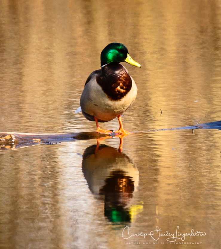 2018_03_22__Chagrin River Park_0104