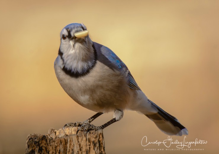 2018_03_26__Chagrin River Park_0003