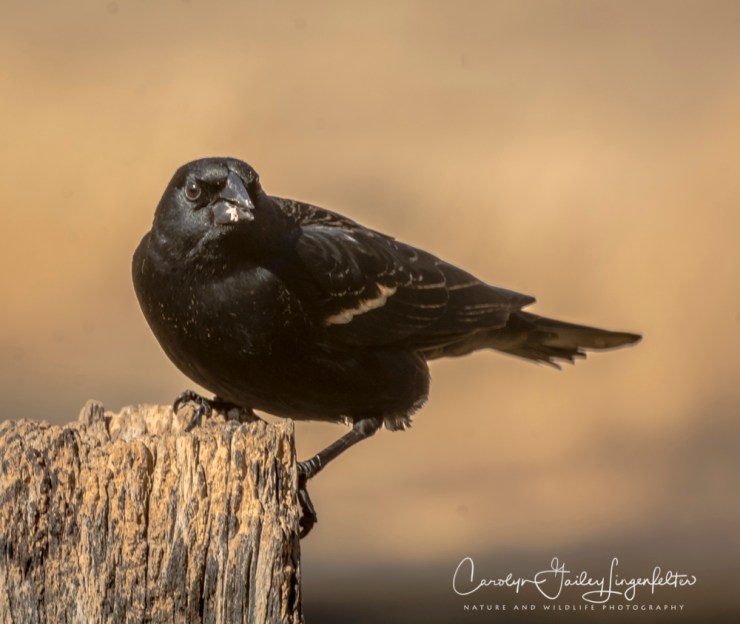 2018_03_26__Chagrin River Park_0043