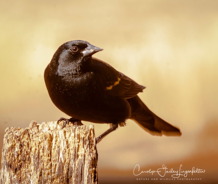 2018_03_26__Chagrin River Park_0047