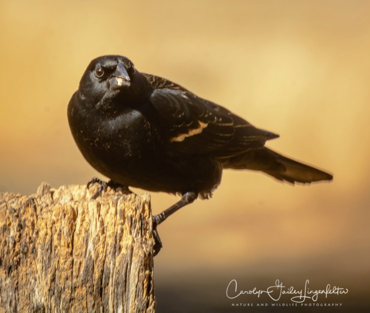 2018_03_26__Chagrin River Park_0049