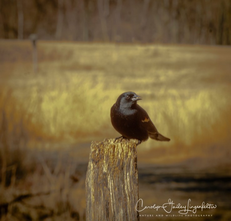 2018_03_26__Chagrin River Park_0064