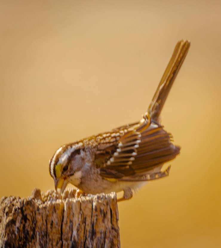 2018_03_22__Chagrin River Park_0087