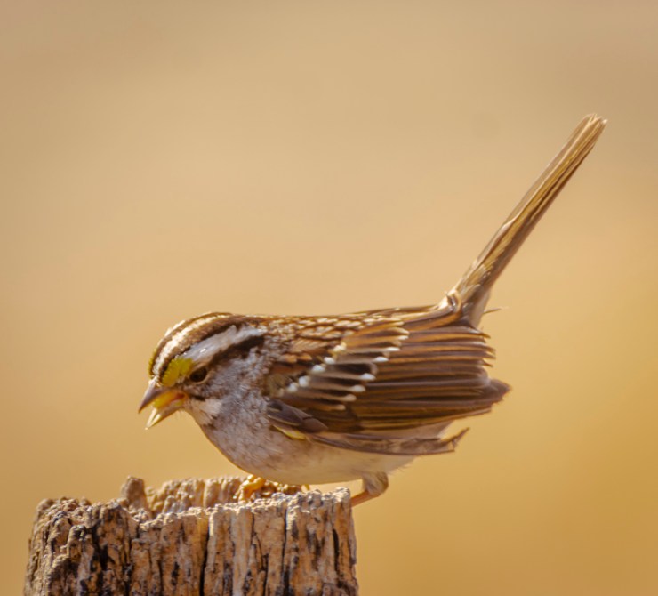 2018_03_22__Chagrin River Park_0088