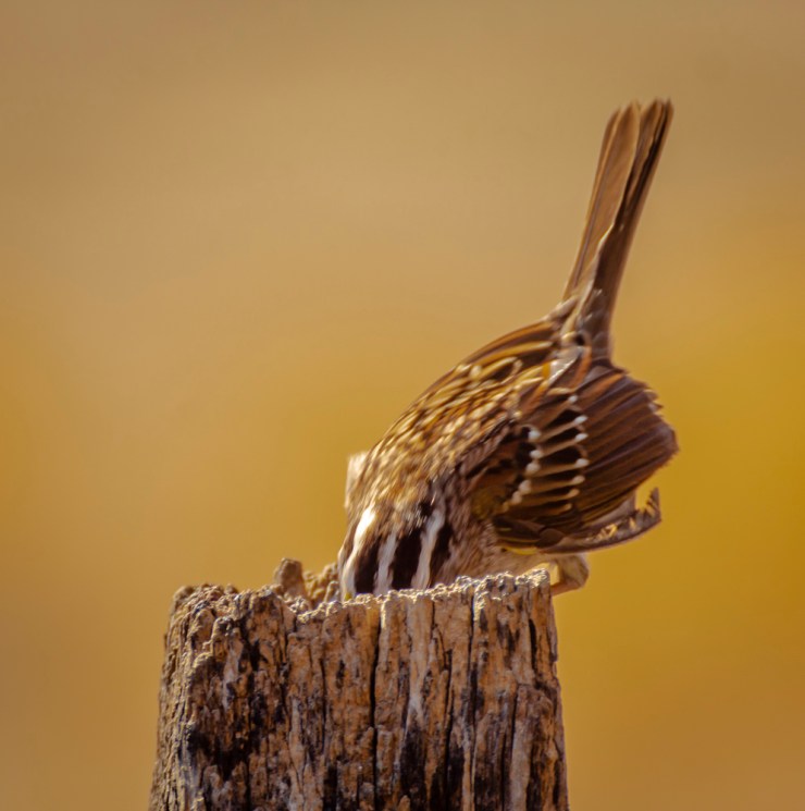 2018_03_22__Chagrin River Park_0089