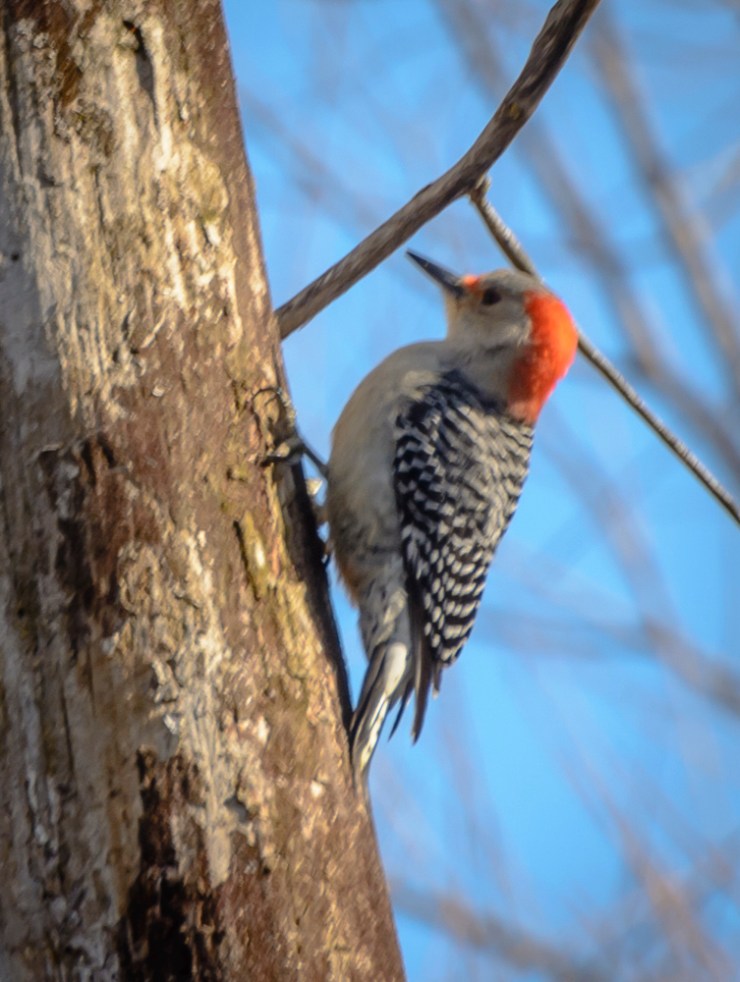 2018_03_31__Chagrin River Park_0116