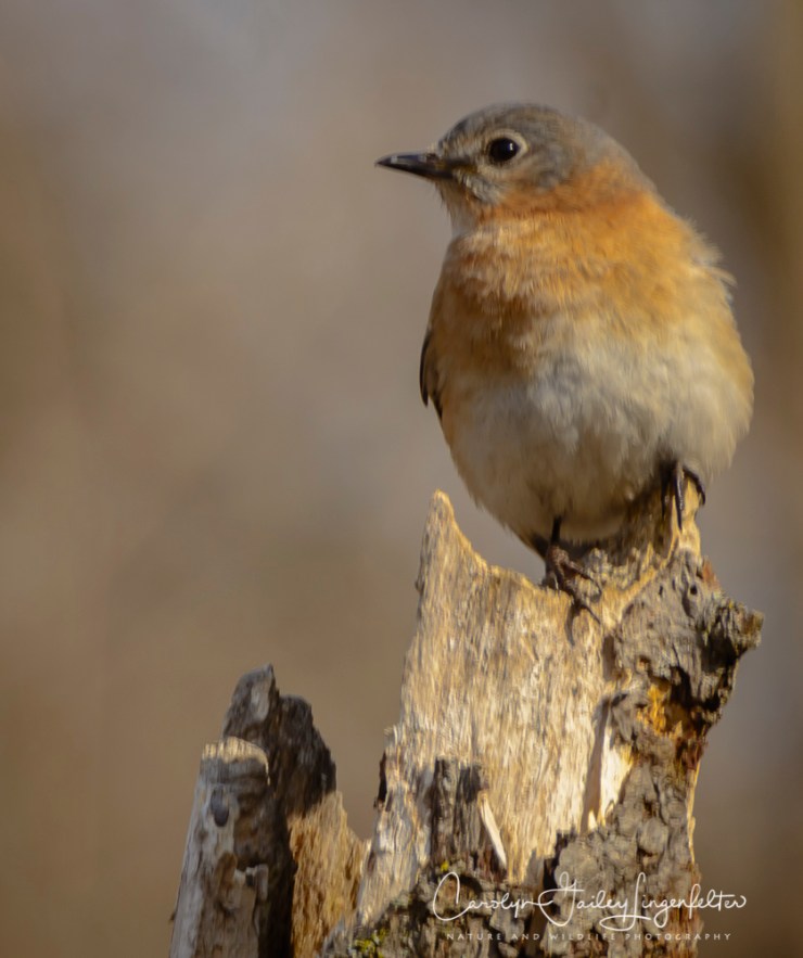 2018_03_31__Chagrin River Park_0133