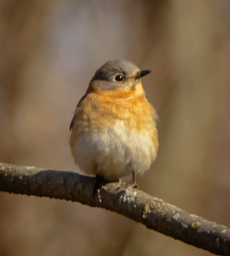 2018_03_31__Chagrin River Park_0146