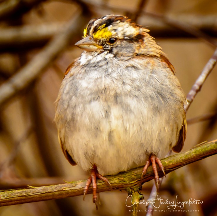 2018_04_01__Chagrin River Park_0038