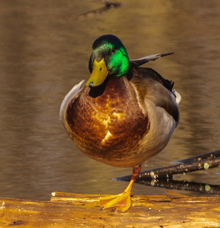 2018_04_08__Chagrin River Park_0151