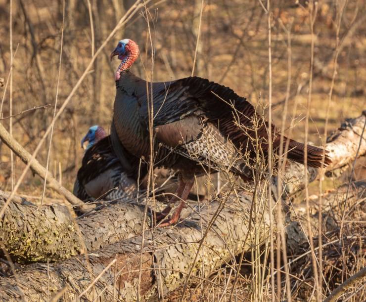 2018_04_11__Chagrin River Park_0023