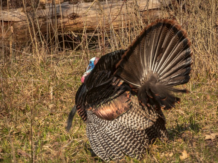 2018_04_11__Chagrin River Park_0085