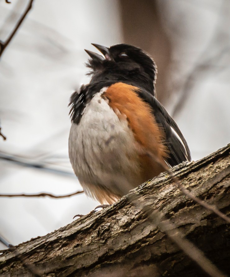 2018_04_11__Chagrin River Park_0228
