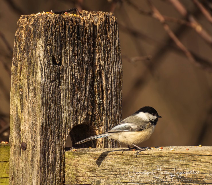2018_04_18__Chagrin River Park_0153